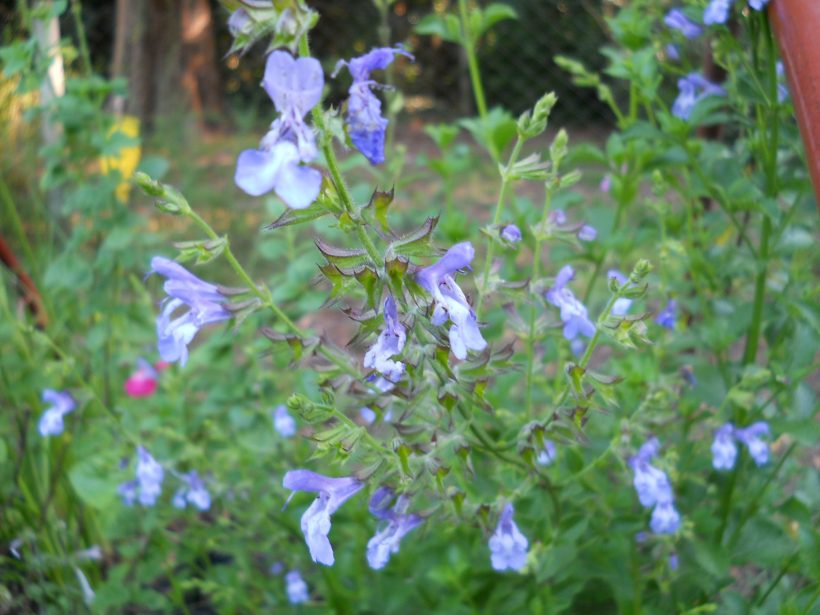 Salvia African Sky PuraSalvia