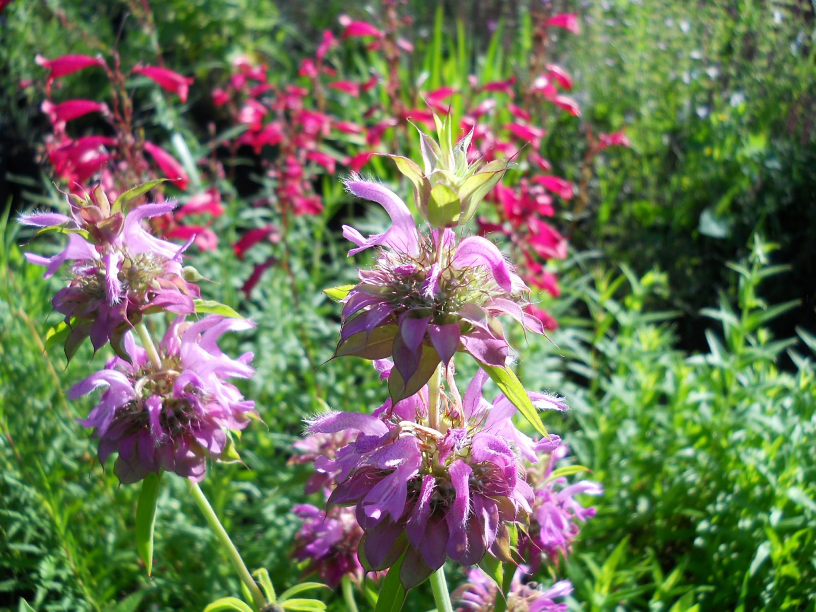 Monarda citriodora – PuraSalvia