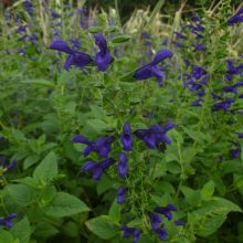 salvia duranga violeta