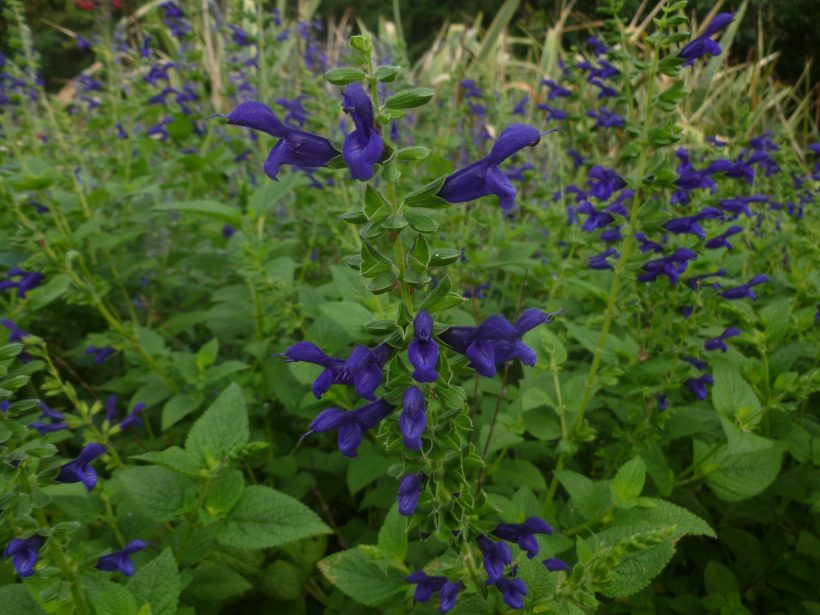salvia duranga violeta