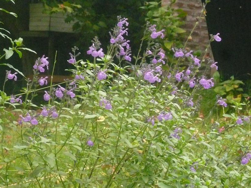 salvia microphylla dilly dilly