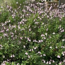 salvia annie lennox 2