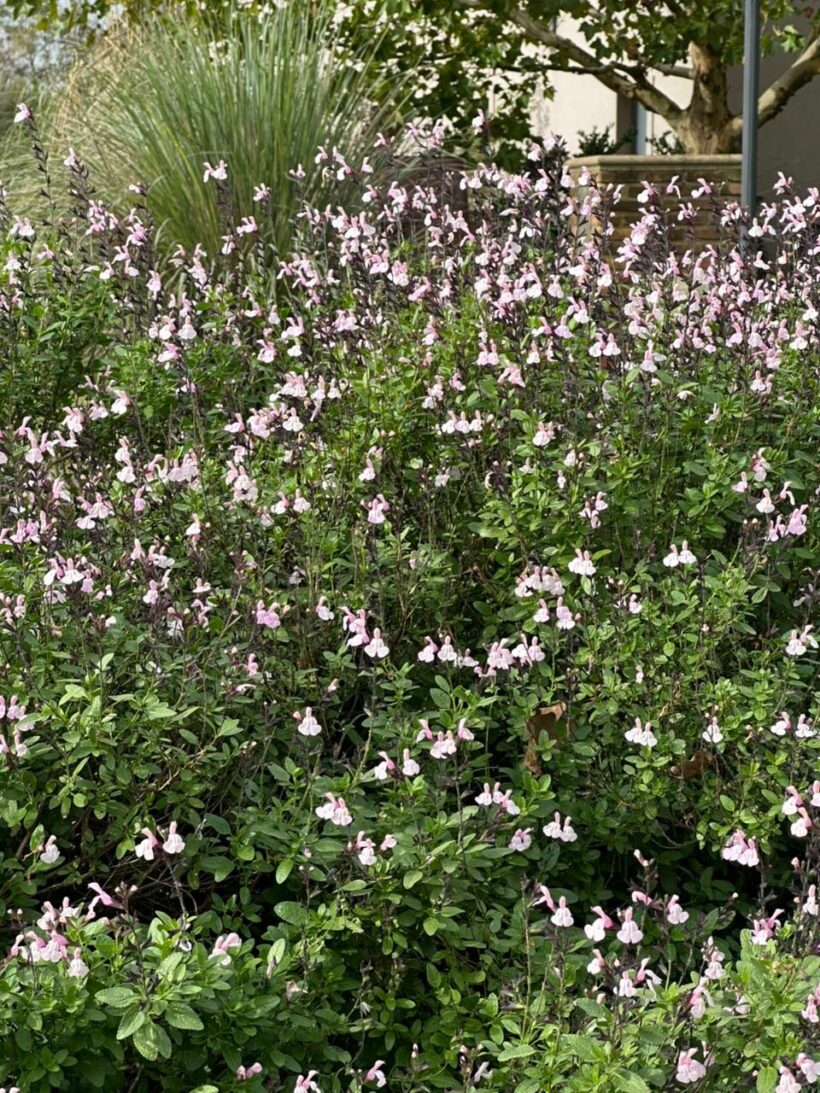 salvia annie lennox 2