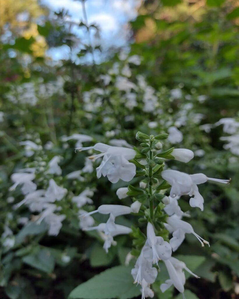 salvia coccinea blanca 0