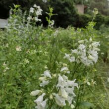 penstemon digitalis blanco 2