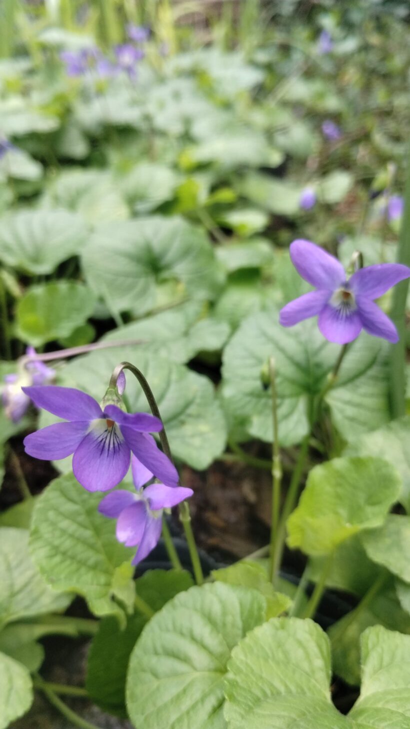 viola odorata