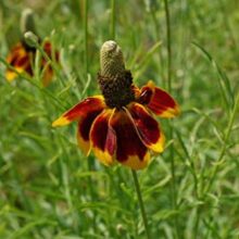 ratibida columnifera 1