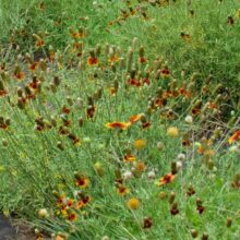 ratibida columnifera