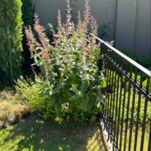 lepechinia hastata 2