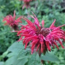 monarda roja 1
