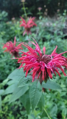 monarda roja 1