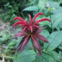 monarda roja 2
