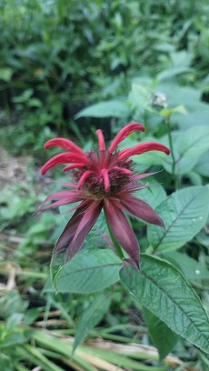 monarda roja 2