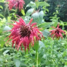 monarda roja 3