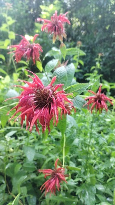 monarda roja 3