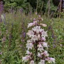 penstemon husker red 1