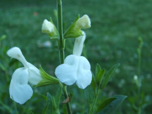 salvia greggii